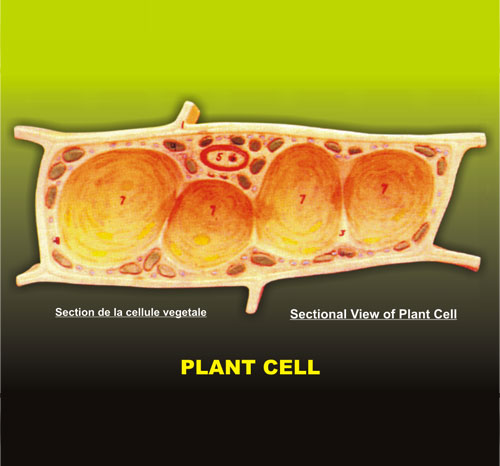 BR-194 Plant Cell