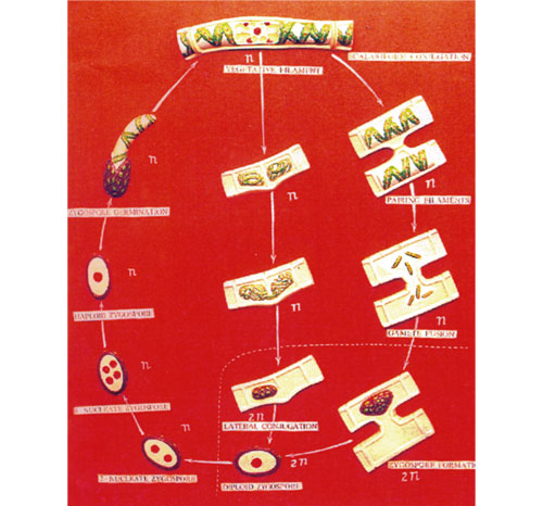 BR-205 Spirogyra LH