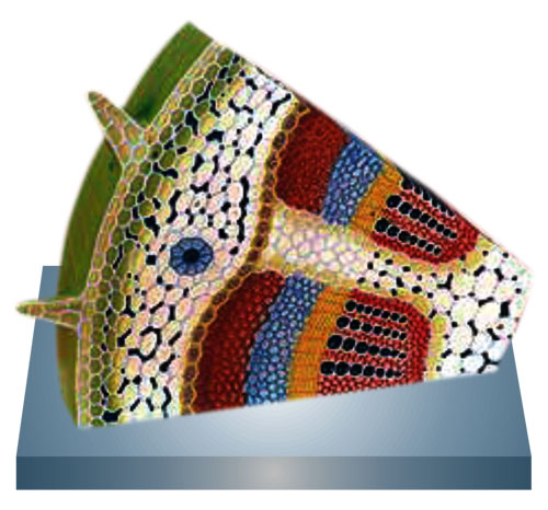 Anatomy of Dicot Stem, TS and LS Combined