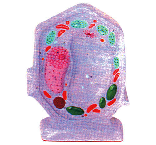 Typical Plant Cell