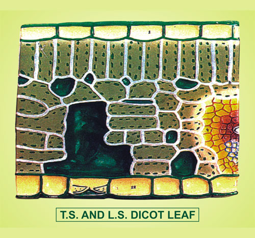 Dicot Leaf, TS