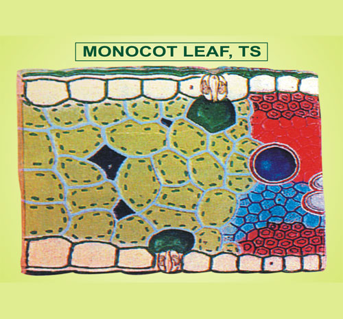 Monocot Leaf, TS