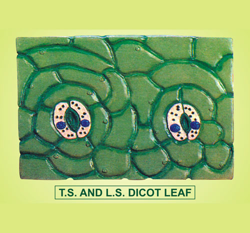Leaf Bificial, TS