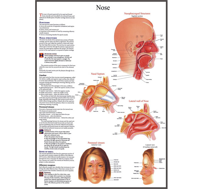 BR-262 Anatomy Charts