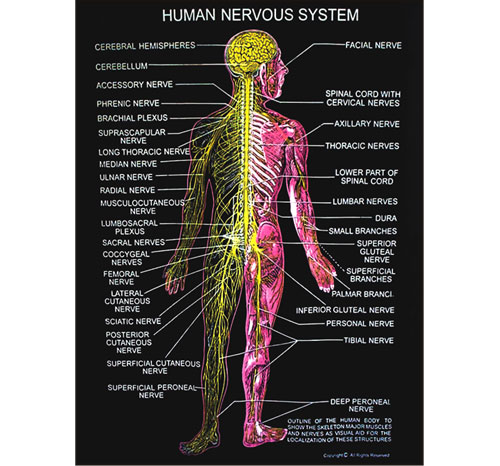 BR-263 Human Anatomy Charts
