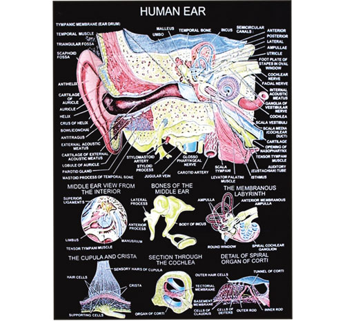 BR-264 Human Anatomy Charts
