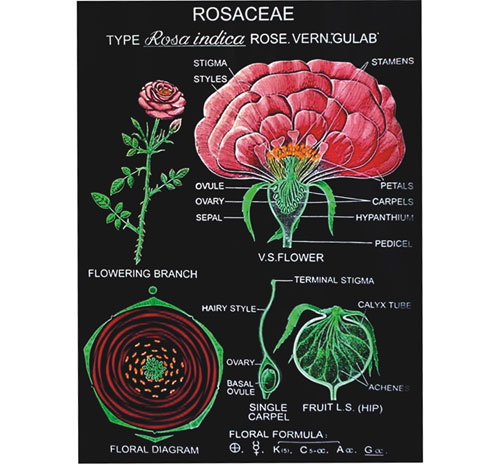 BR-265 General Botany Charts