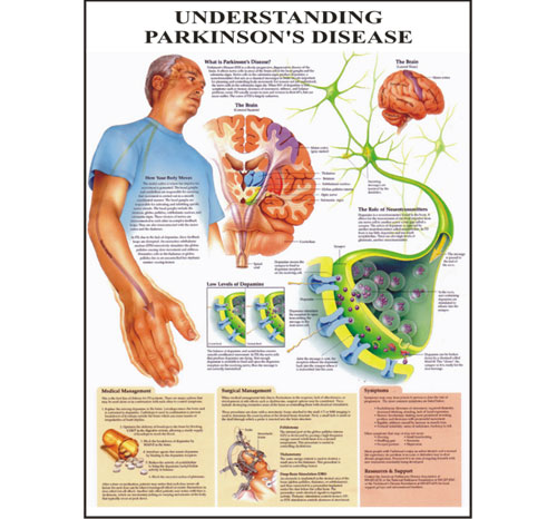 BR-269 Human Diseases & Disorders Digital Charts