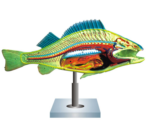 Fish Dissection – Perch