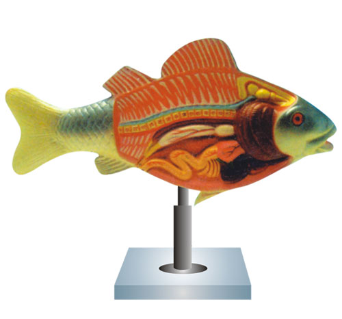 BR-171 Fish Dissection