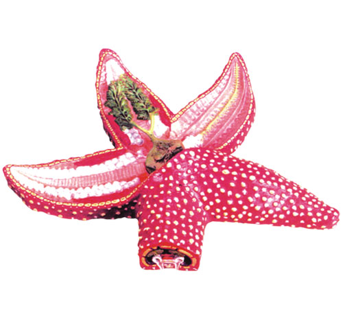 BR-172 Star Fish