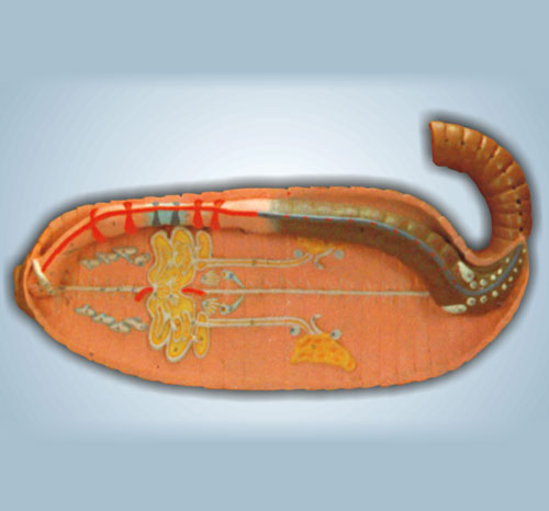BR-174 Earthworm Dissection