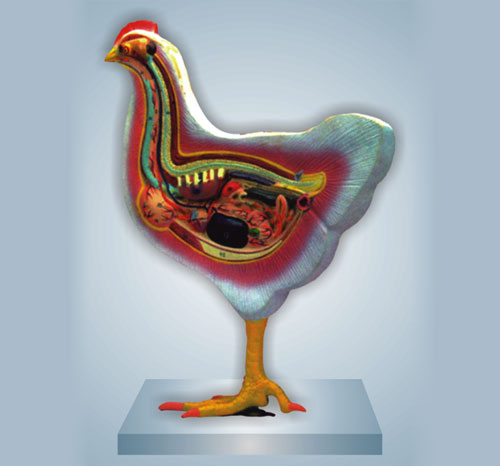 Bird Dissection – Domestic Hen