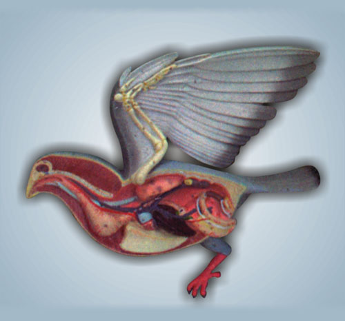 Bird Dissection – Pigeon