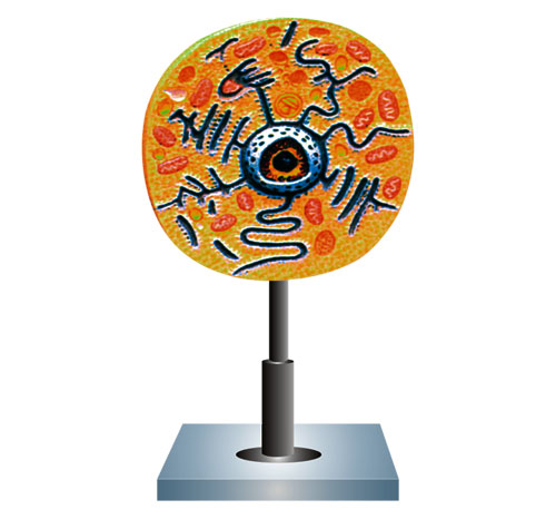 BR-161 Animal Cell