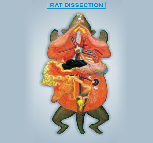BR-180 Rat Dissection