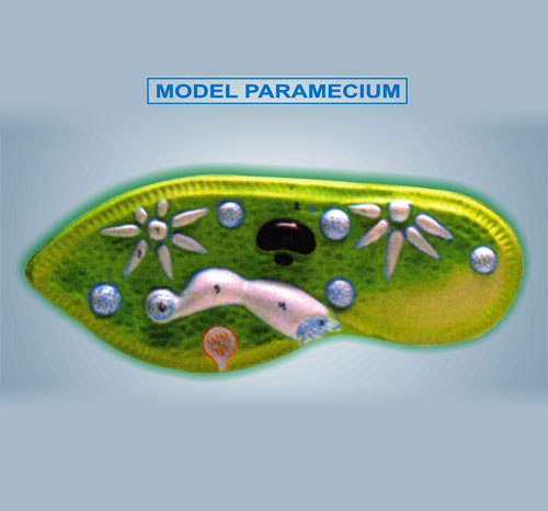 BR-181 Paramecium