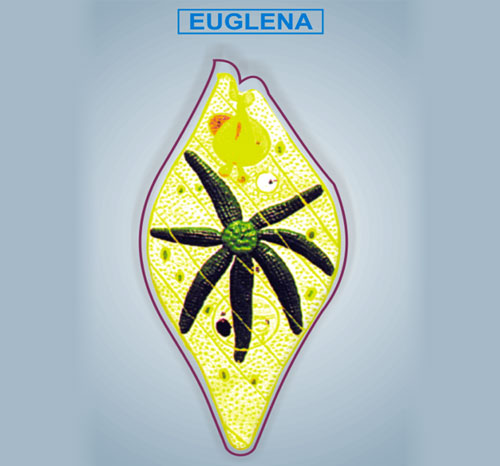 BR-182 Euglena