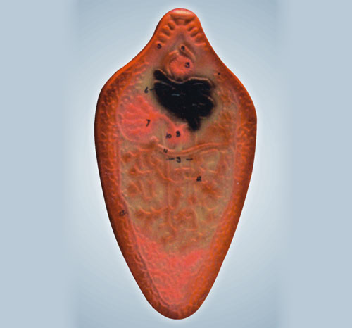 BR-183 Liver Fluke Model