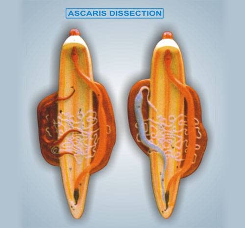 BR-184 Ascaris, Male and Female