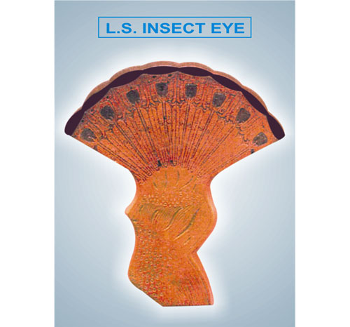 BR-185 L.S. Insect Eye