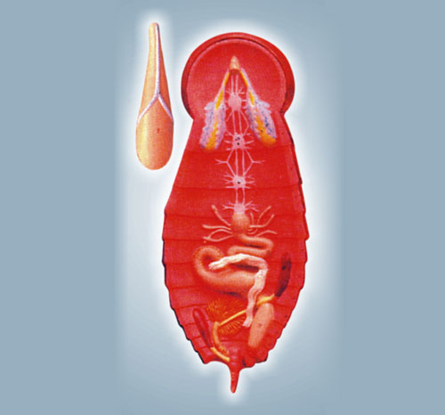 BR-186 Cockroach Model