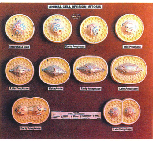 BR-162 Animal Cell Division Mitosis