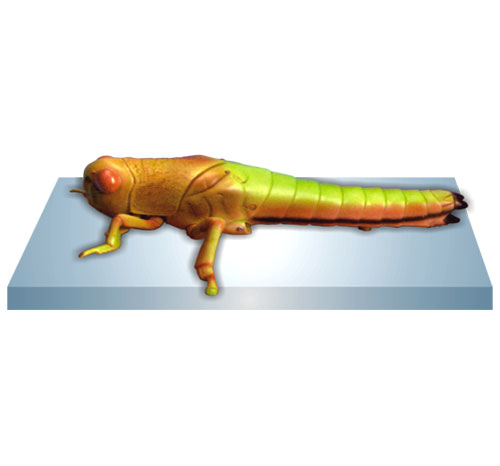 BR-189 Locust Model
