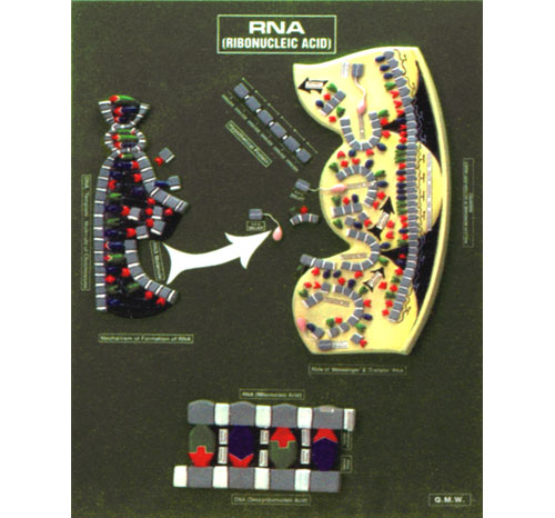 BR-192 Model of R.N.A