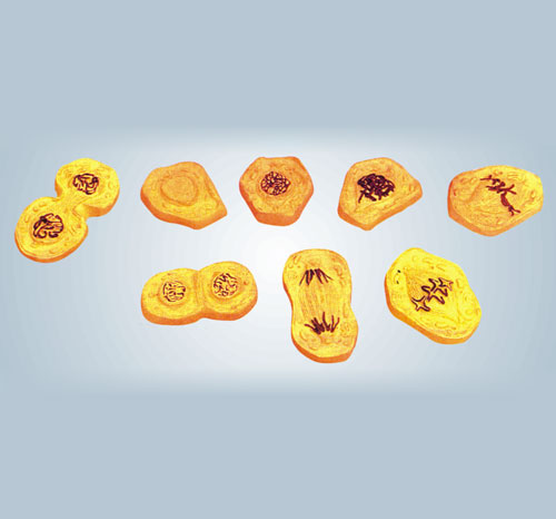 BR-163 Mitosis Model set of 8