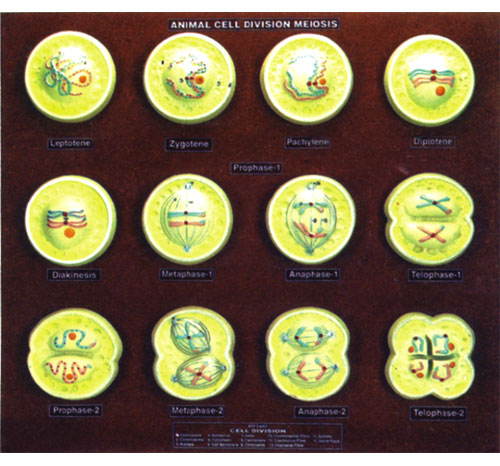 BR-164 Animal Cell Division Meiosis