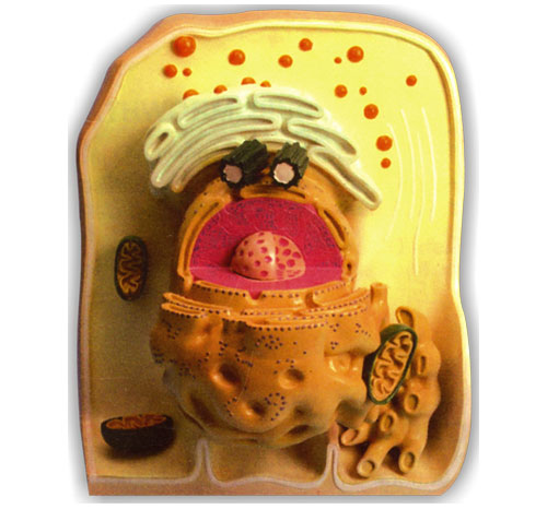 BR-165 Ultra Structure of Cell