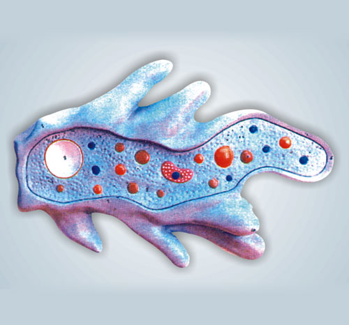 BR-167 Amoeba