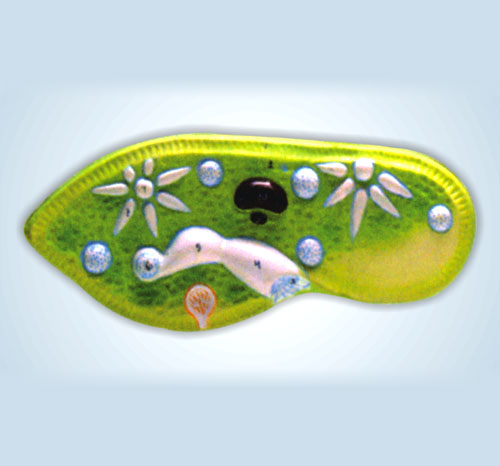 BR-168 Paramecium