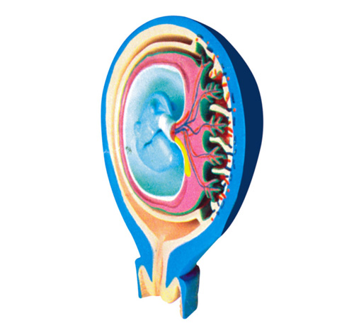 SCIENCE LAB SUPPLIES Biology Diagrams